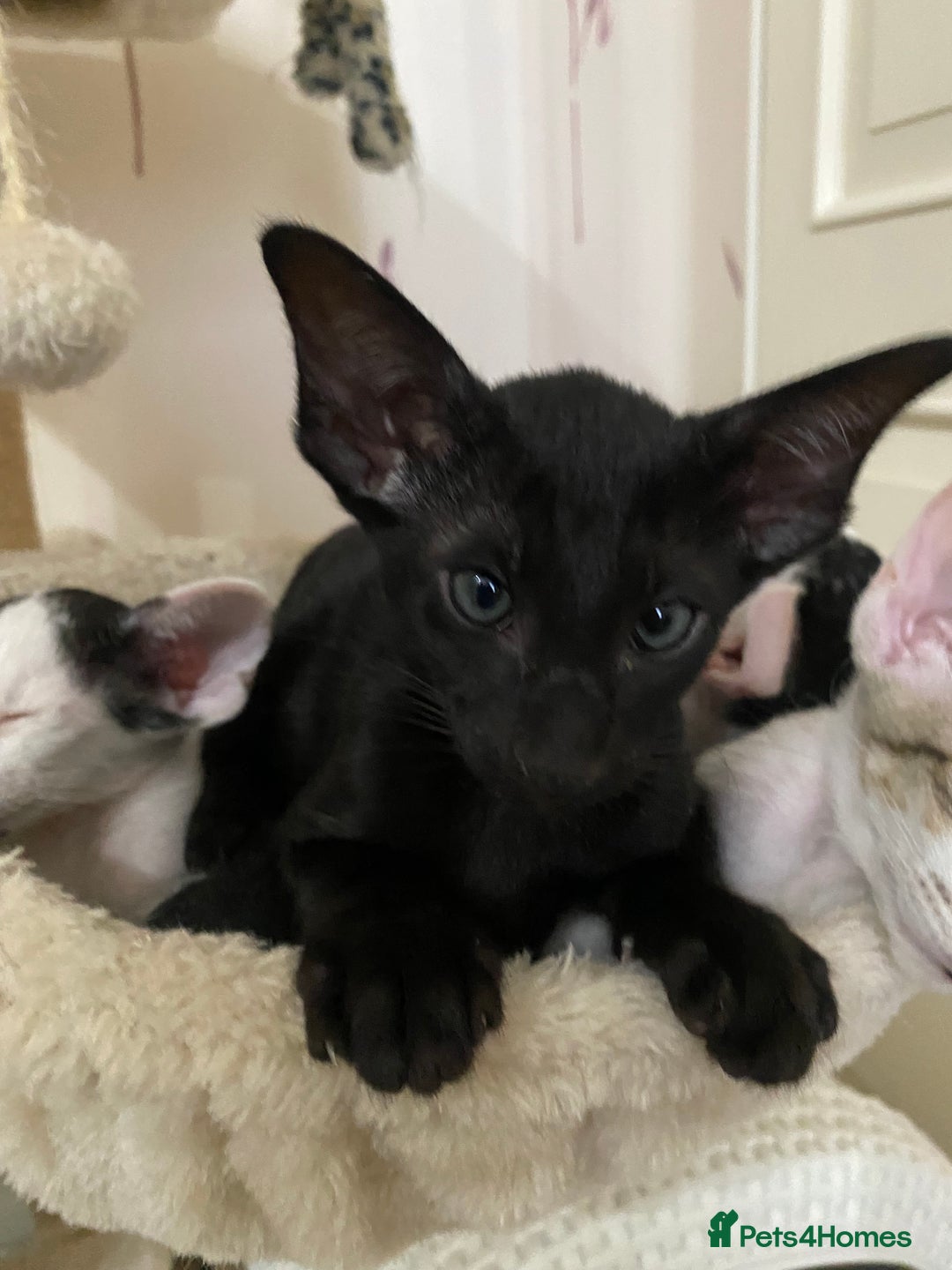 Oriental cats for sale: Beautiful Oriental Kittens for Sale - Advert 31