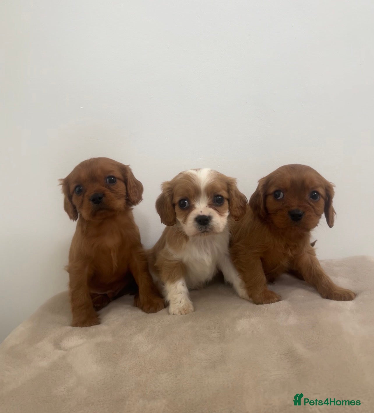 Cavalier King Charles Spaniel dogs Cavalier King Charles  - Advert 1