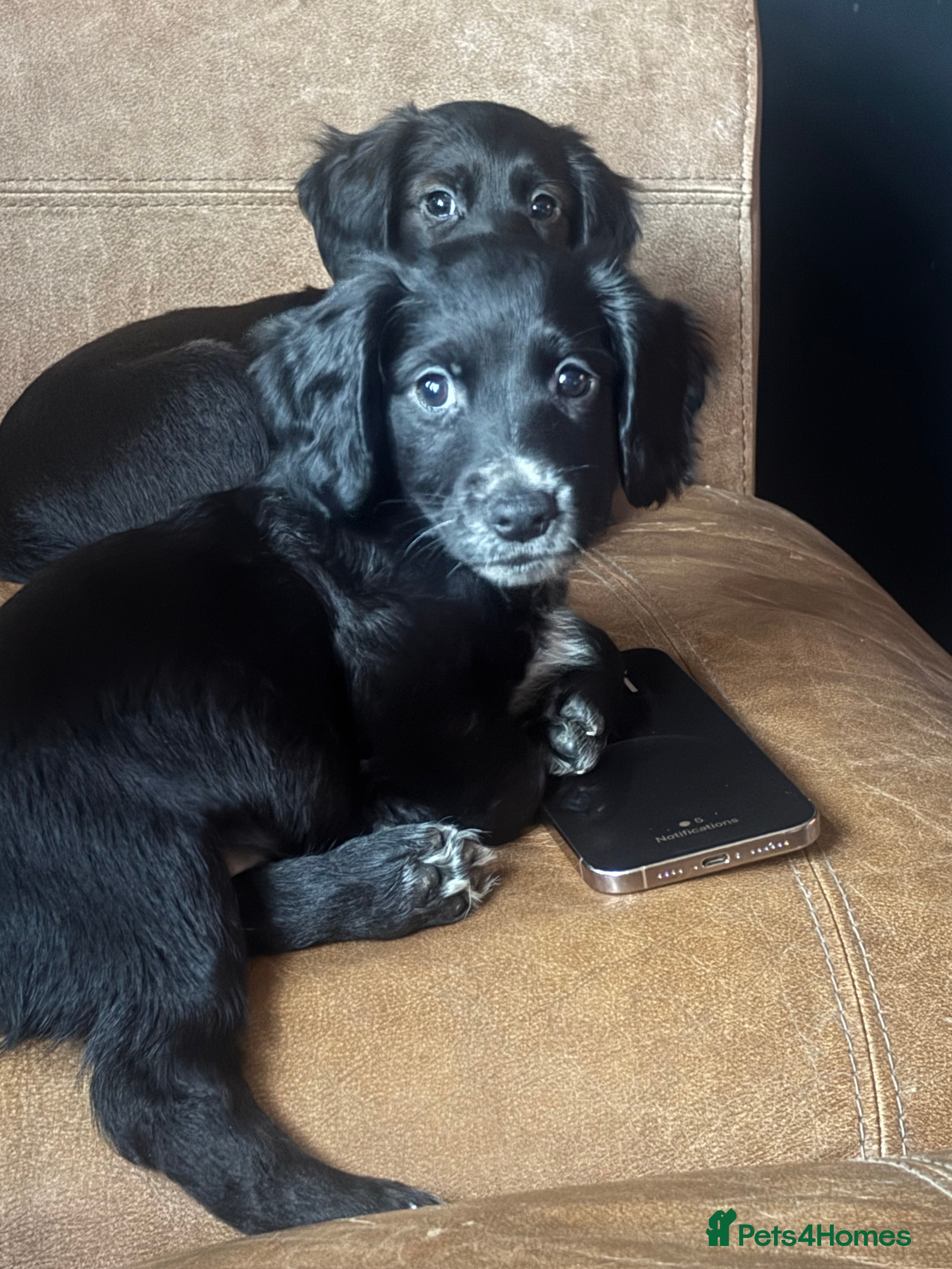 Cocker Spaniel dogs Cocker Spaniel  - Advert 1