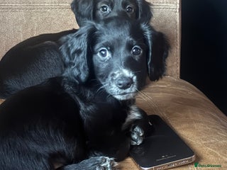 Cocker Spaniel dogs - Advert 35