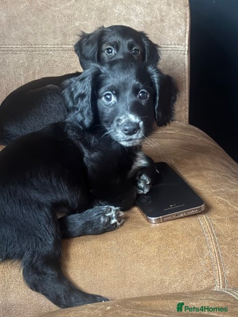 Cocker Spaniel dogs - Advert 7