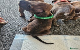 Staffordshire Bull Terrier dogs for sale: 🐶  STAFFY PUPPYS 🐶  - Image 6