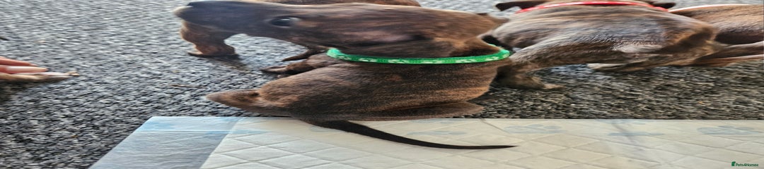 Staffordshire Bull Terrier Puppy 2