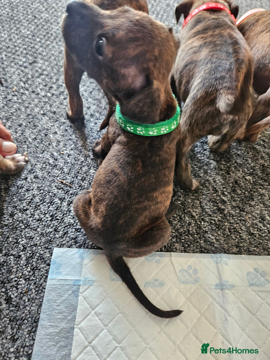 Staffordshire Bull Terrier dogs for sale: 🐶  STAFFY PUPPYS 🐶  - Image 6