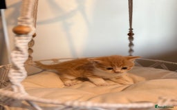 Persian cats for sale: Exotic Persians - Image 3