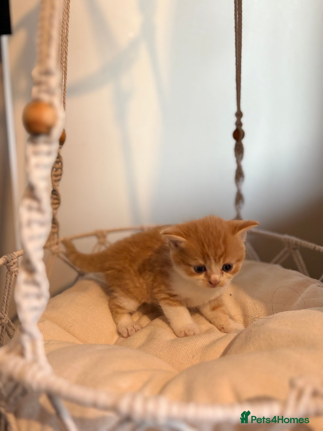Persian cats for sale: Exotic Persians - Image 3