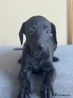 Whippet dogs Stunning whippet pups - Advert 2