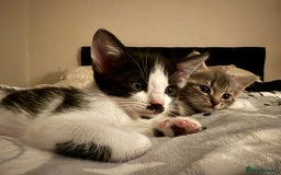 Mixed Breed cats for sale: Black and white male kitten - Advert 9