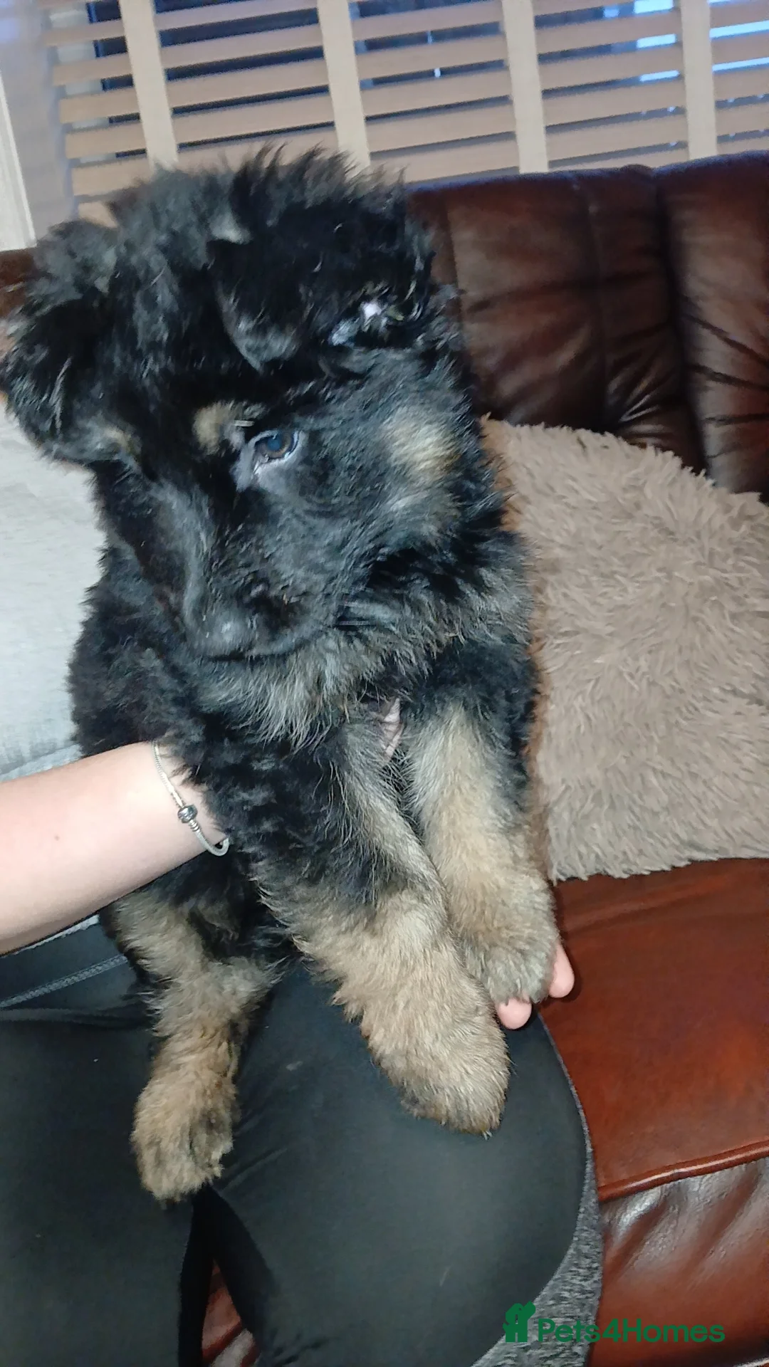 German Shepherd dogs for sale: 💥 2 beautiful male German shepherd's 💥 - Advert 10