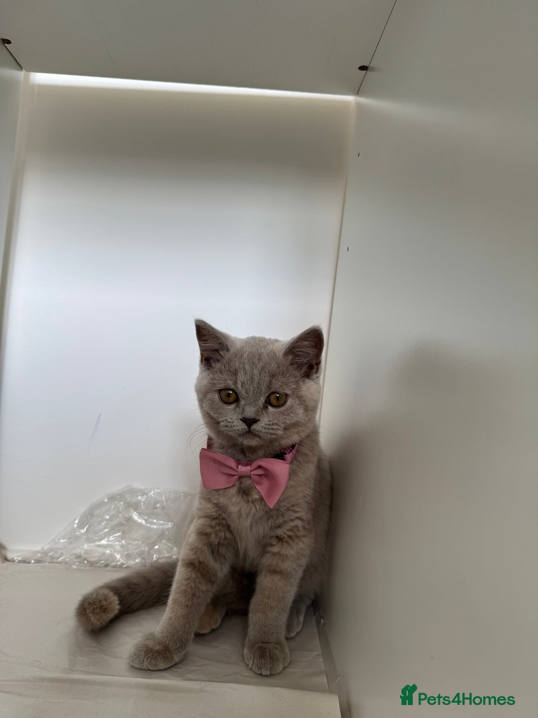 British Shorthair cats for sale: Unique lilac british shorthair  - Image 2