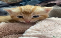 Mixed Breed cats for sale: A mum and litter opportunity ❤️ - Image 4