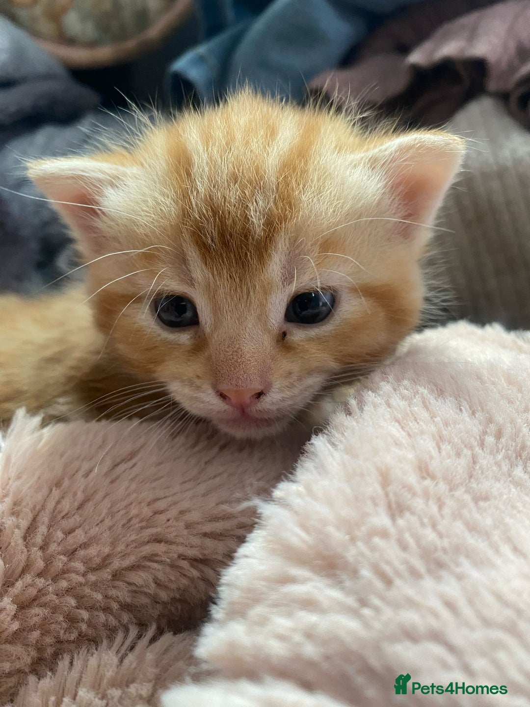Mixed Breed cats for sale: A mum and litter opportunity ❤️ - Image 4