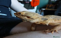 Bearded Dragon reptiles for sale: Bearded Dragon - Image 2