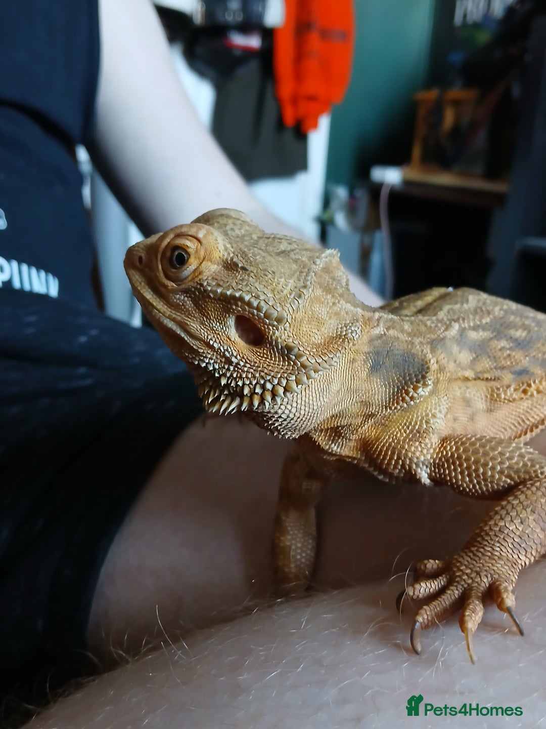 Bearded Dragon reptiles for sale: Bearded Dragon - Image 2