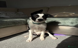 Border Collie dogs for sale: border collie pup - Advert 2