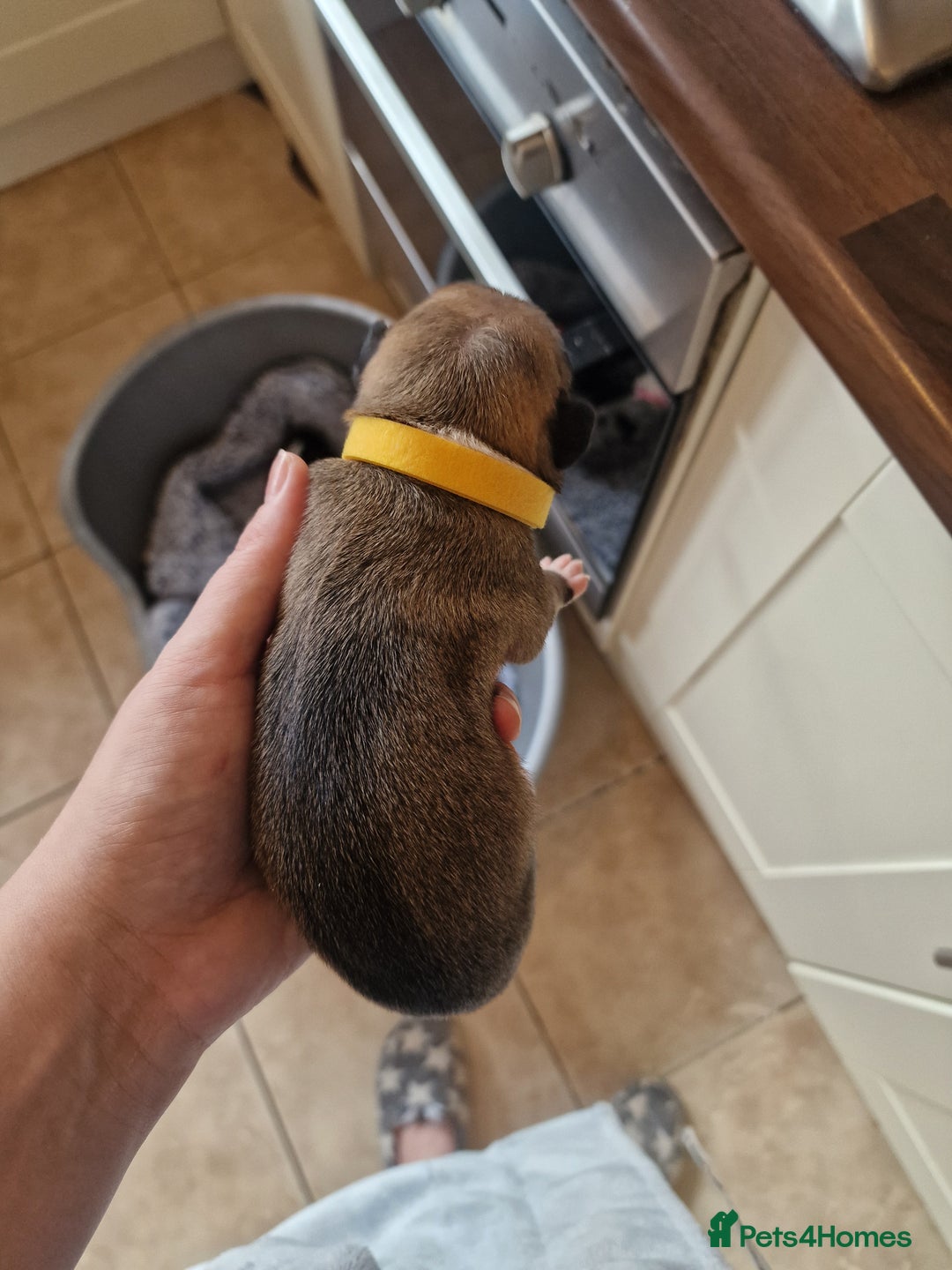 Mixed Breed dogs for sale: Kelpie x Collie Puppies  - Image 10