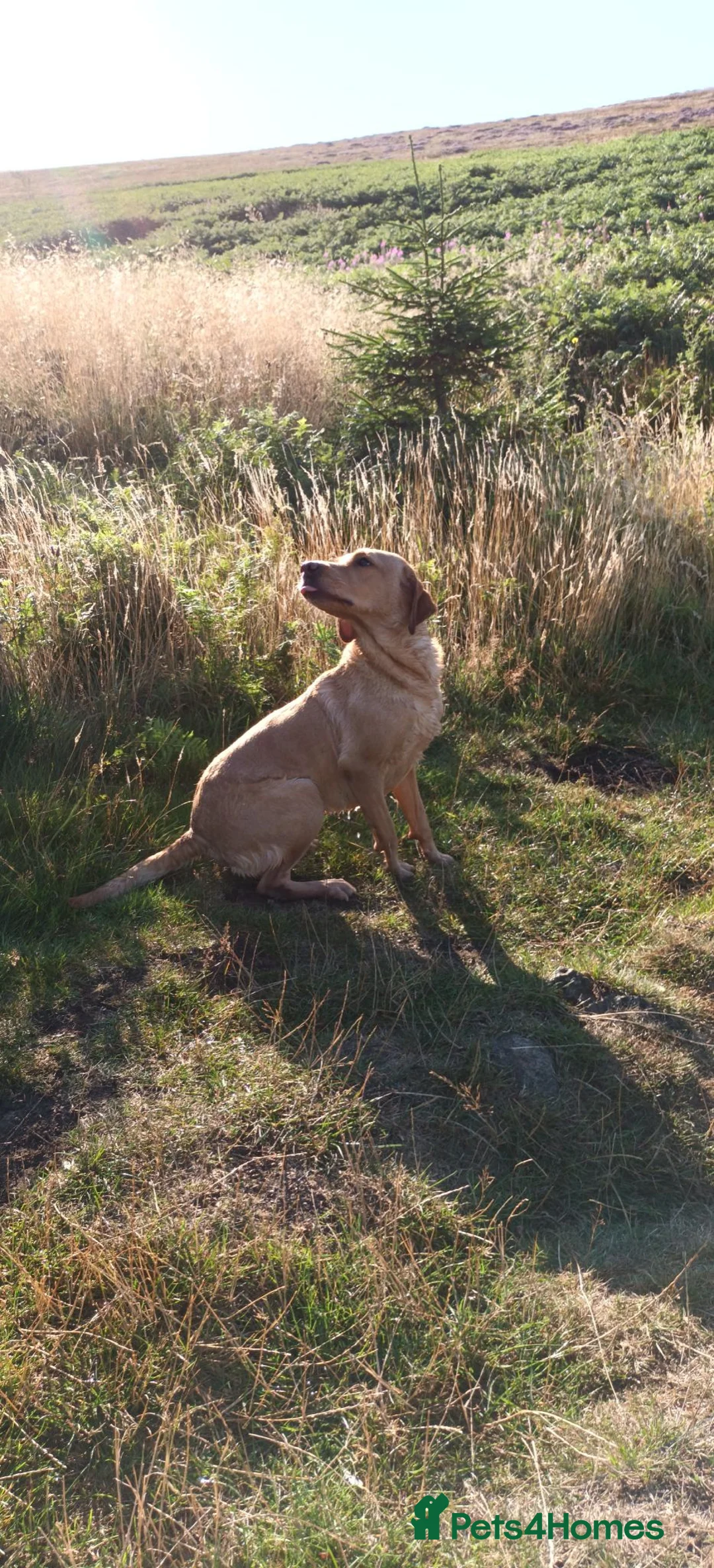 Labrador Retriever dogs for sale: Fantastic litter of eight kc working labradors - Advert 15