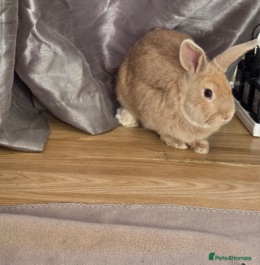 Mixed Breed rabbits for sale: Adorable male Bunny  - Advert 1