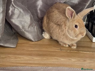 Mixed Breed rabbits Adorable male Bunny - Advert 1