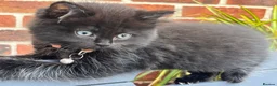 Mixed Breed cats for sale: Champion parents had cute babies  - Advert 7