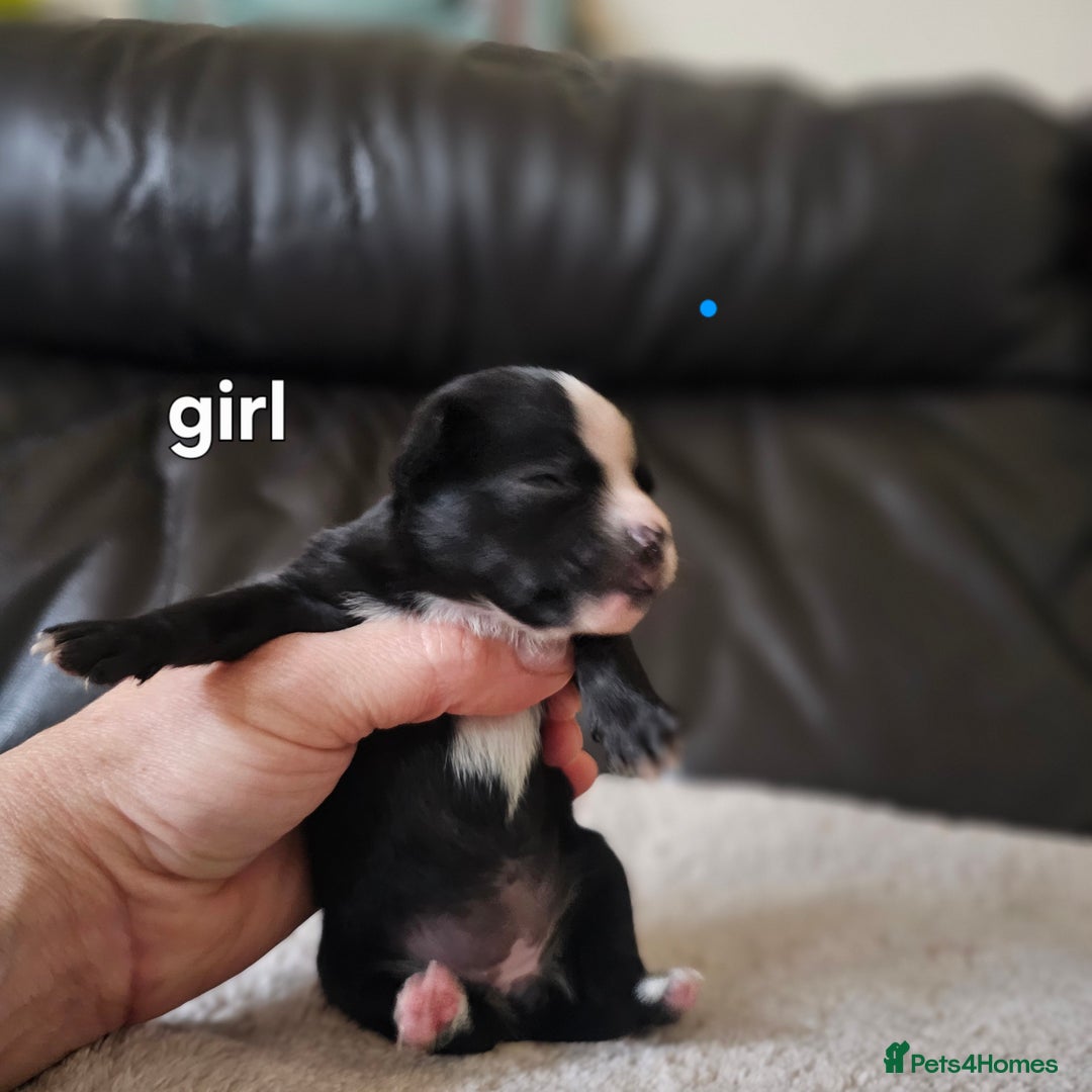 Chihuahua dogs for sale: 3 tiny chiuauas - Advert 6