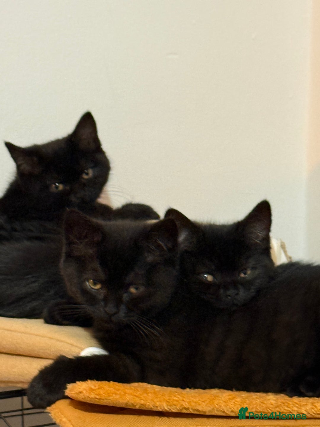 Mixed Breed cats for sale: Adorable fluffy kittens ready for loving home - Advert 5