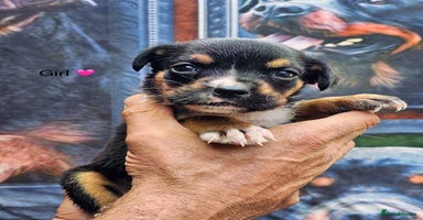 Mixed Breed dogs - Advert 12