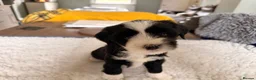 Tibetan Terrier dogs for sale: Tibetan Terrier Pups - Advert 9