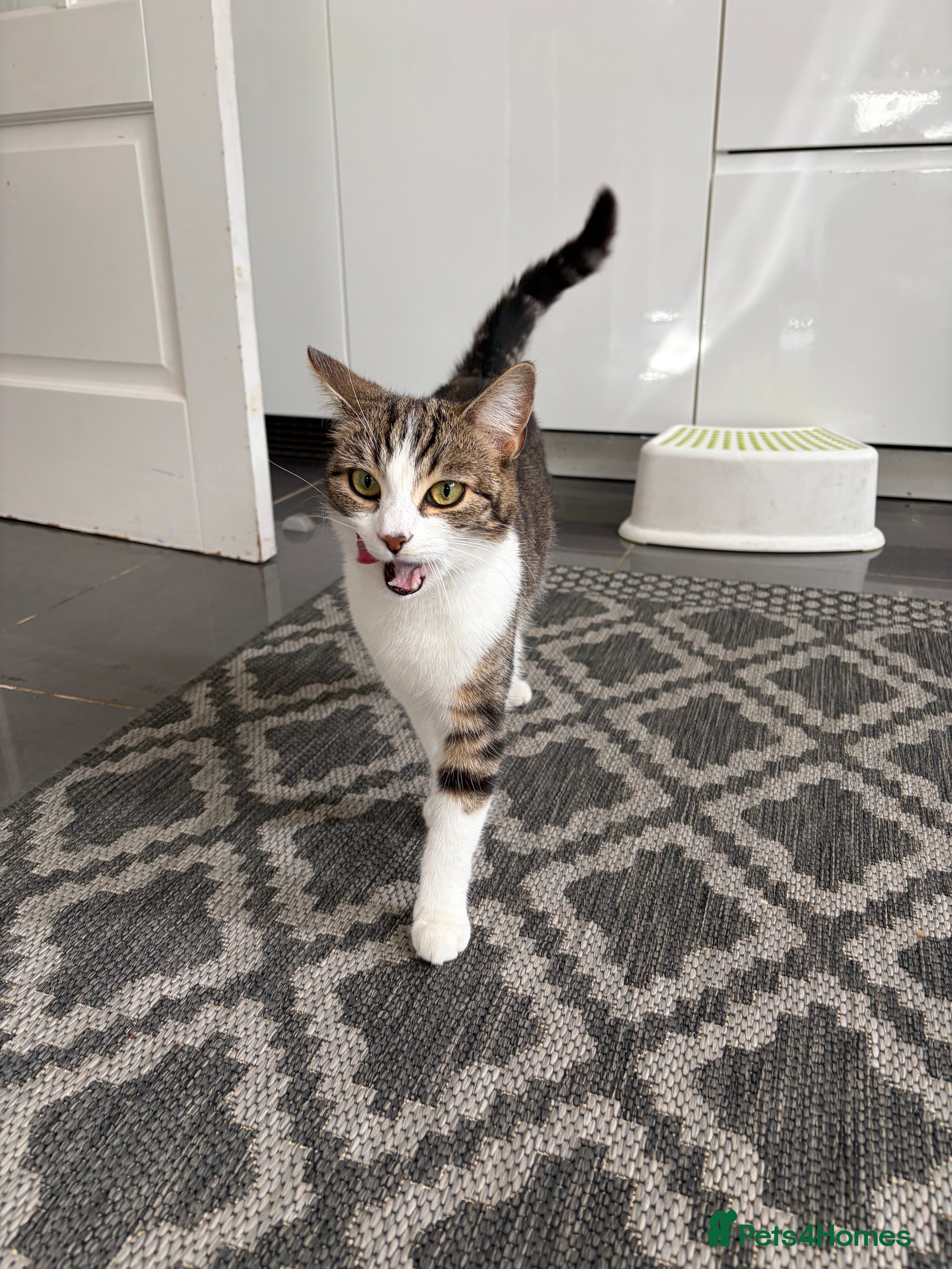 Bengal cats Cat      - Advert 1