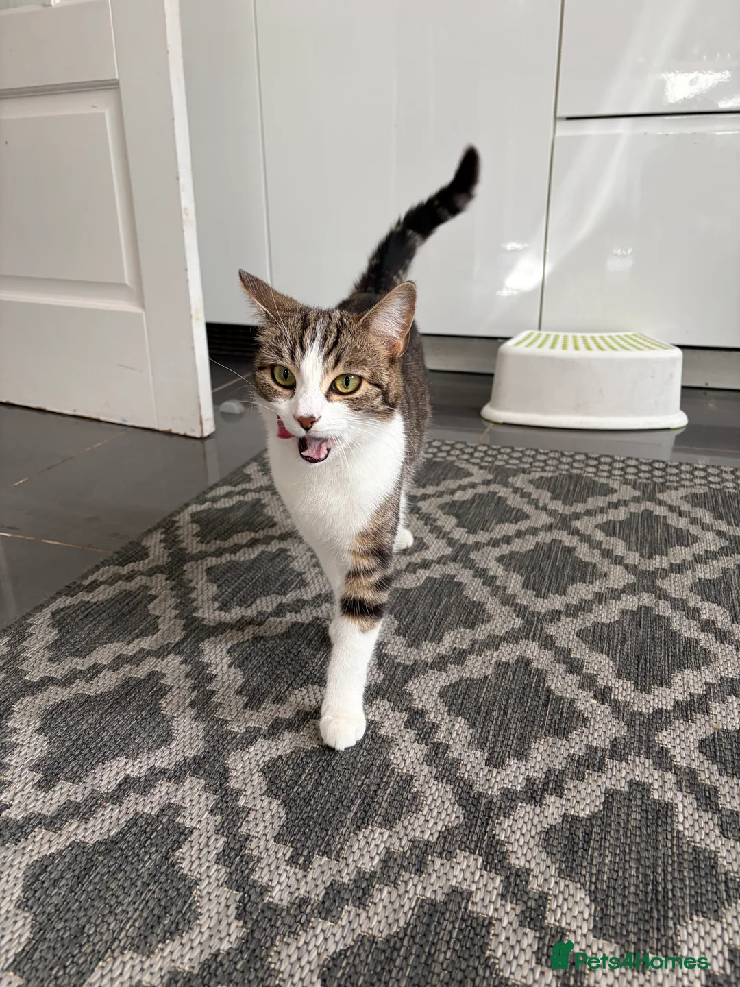 Bengal cats for sale: Cat      - Advert 1