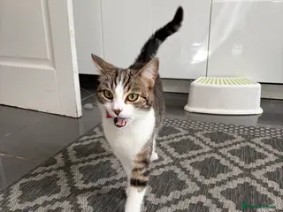 Bengal cats Cat - Advert 1