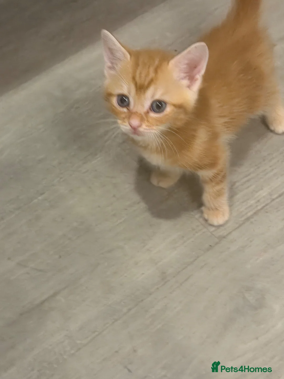 British Shorthair cats for sale: **Adorable Kittens Looking for Loving Homes - Advert 2