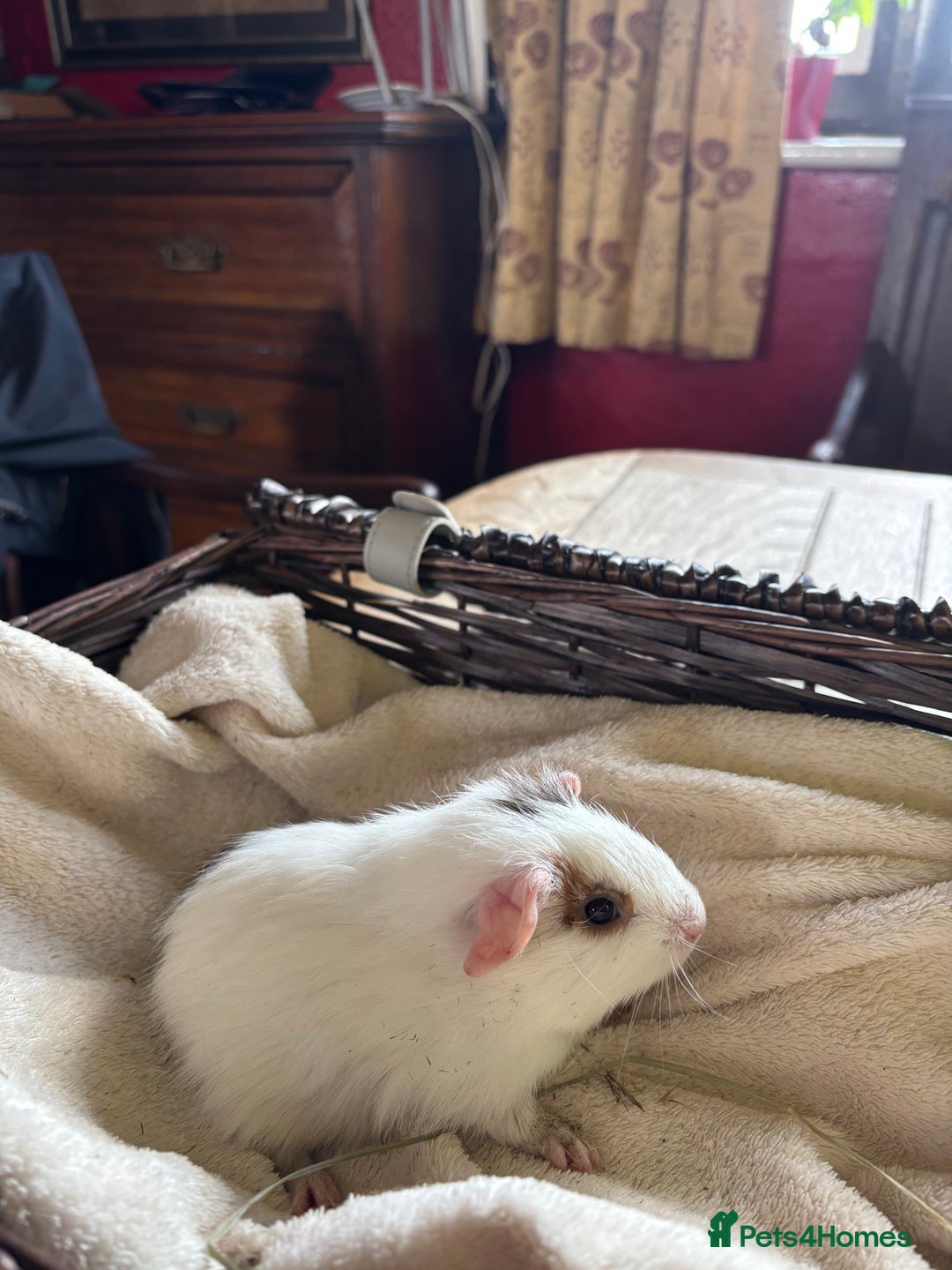 Guinea Pig rodents for sale: Beautiful baby guinea pigs for sale  - Image 6
