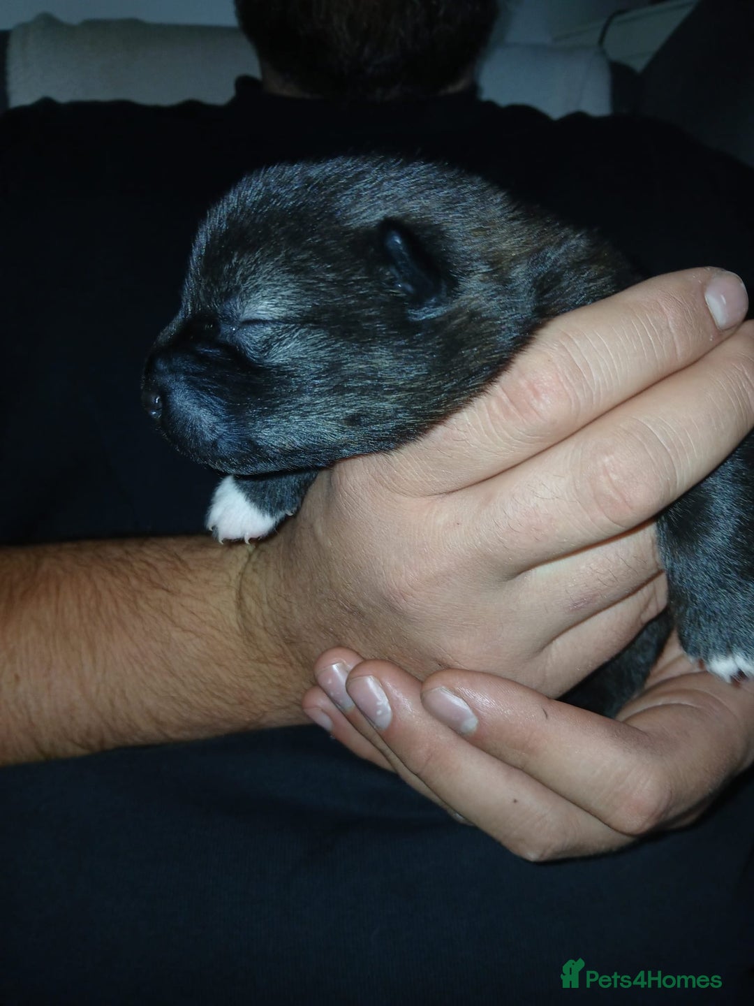 Akita dogs for sale: American Akita puppies on the way 21st of November - Advert 9