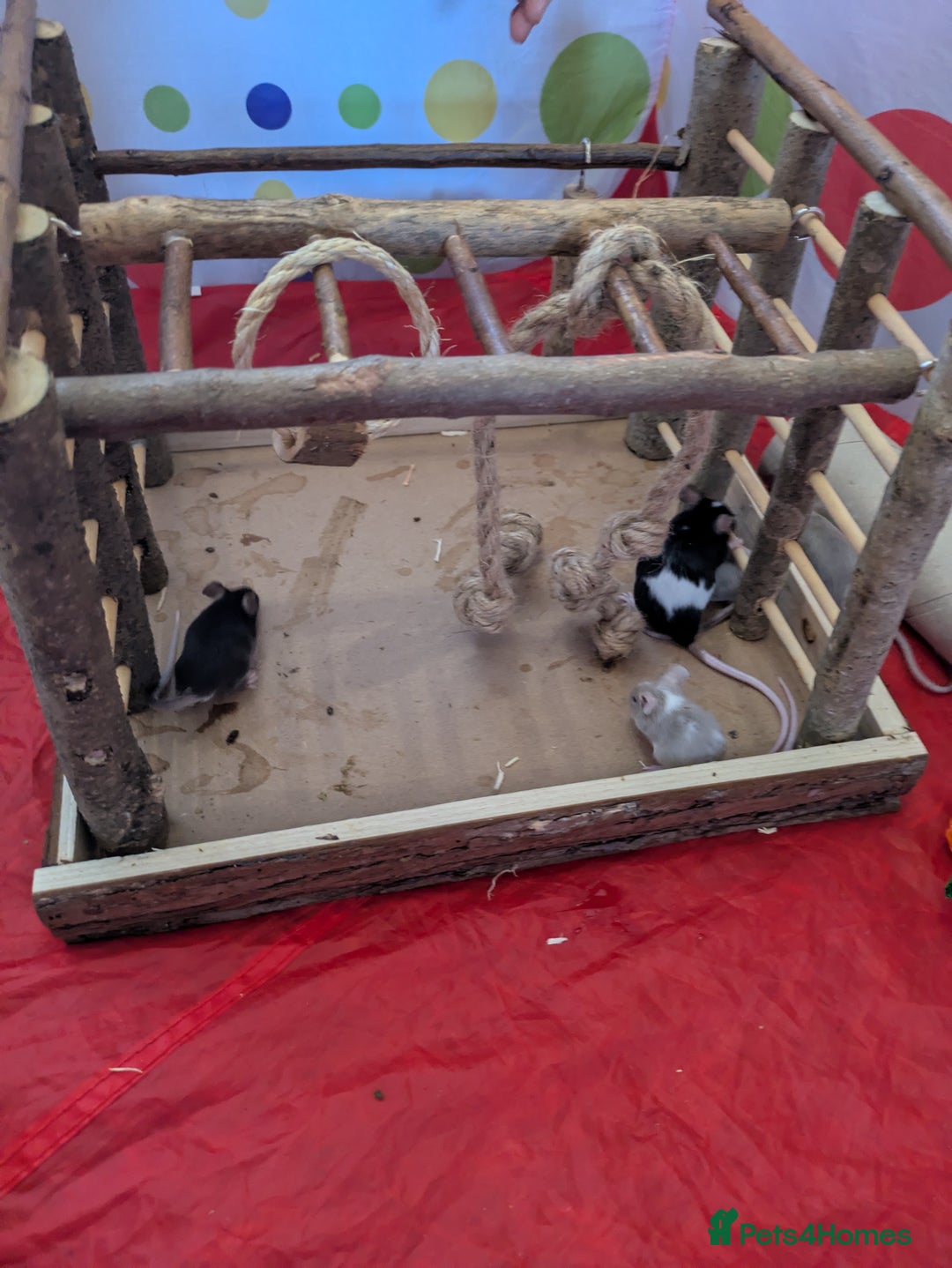 Mouse rodents for sale: Fancy mice - Image 2