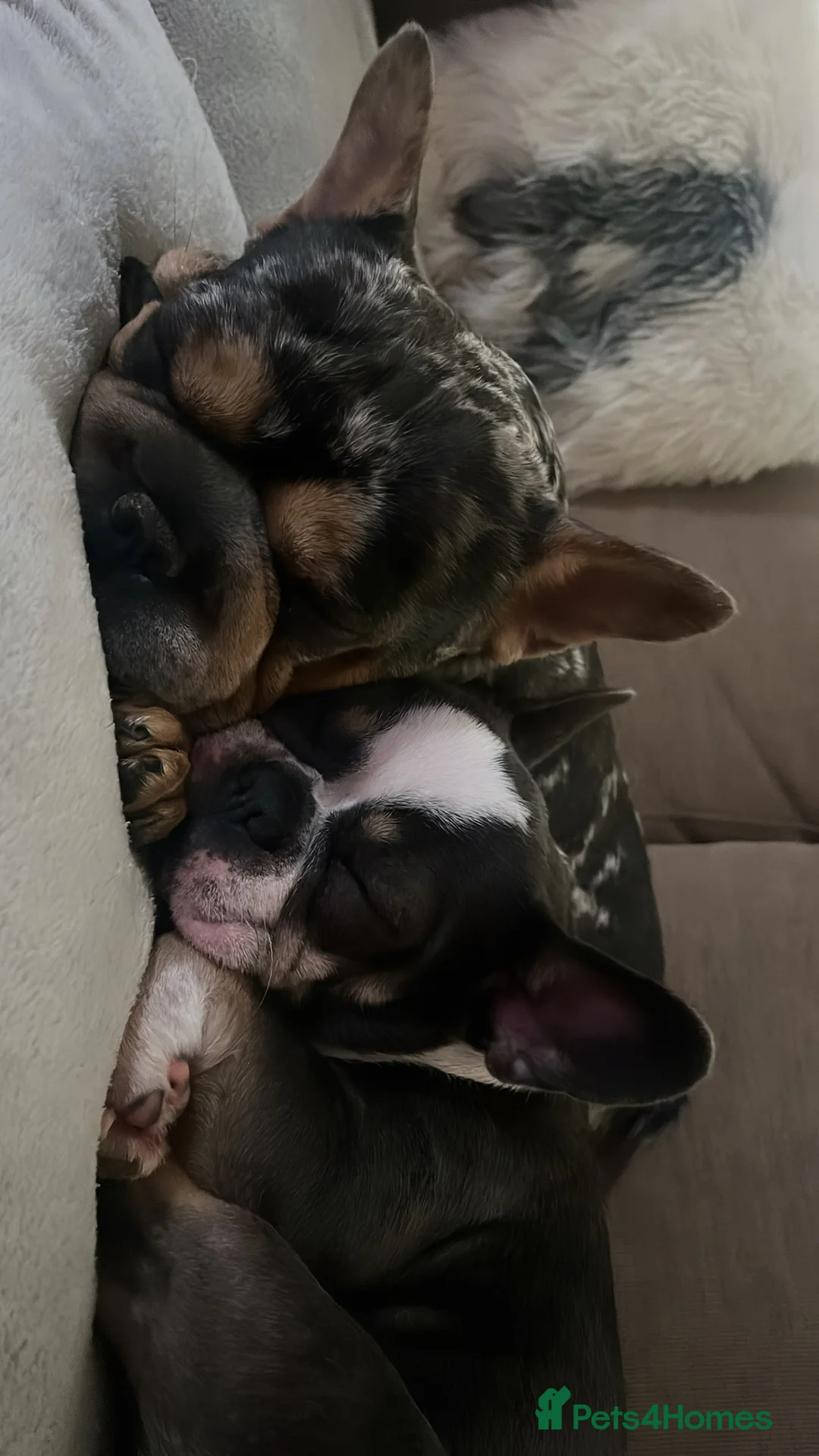 French Bulldog dogs for sale: LAST MALE LEFT beautiful KC reg French Bulldog - Advert 7