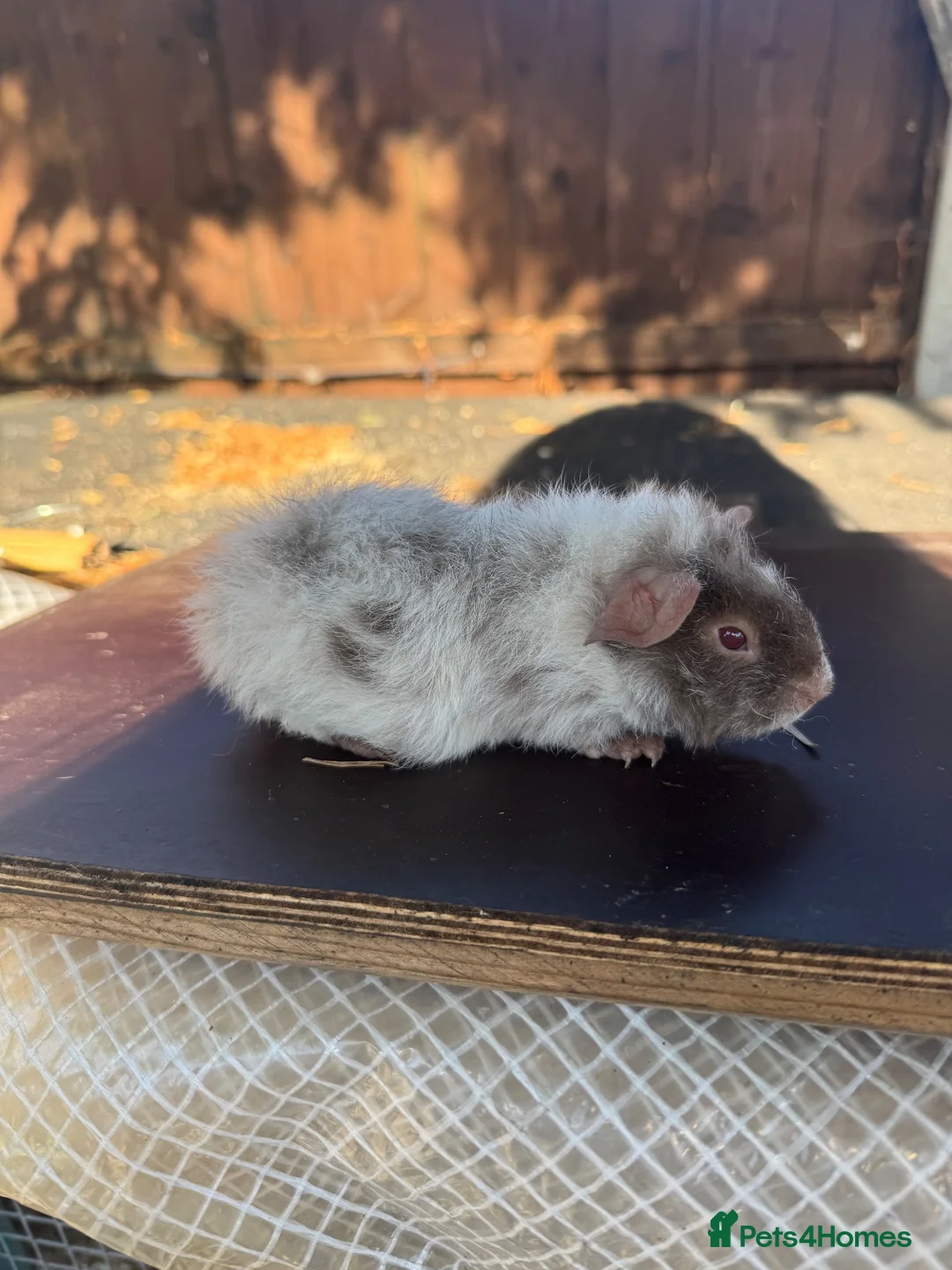 Guinea Pig rodents for sale: Rex boar guinea pigs  - Advert 2