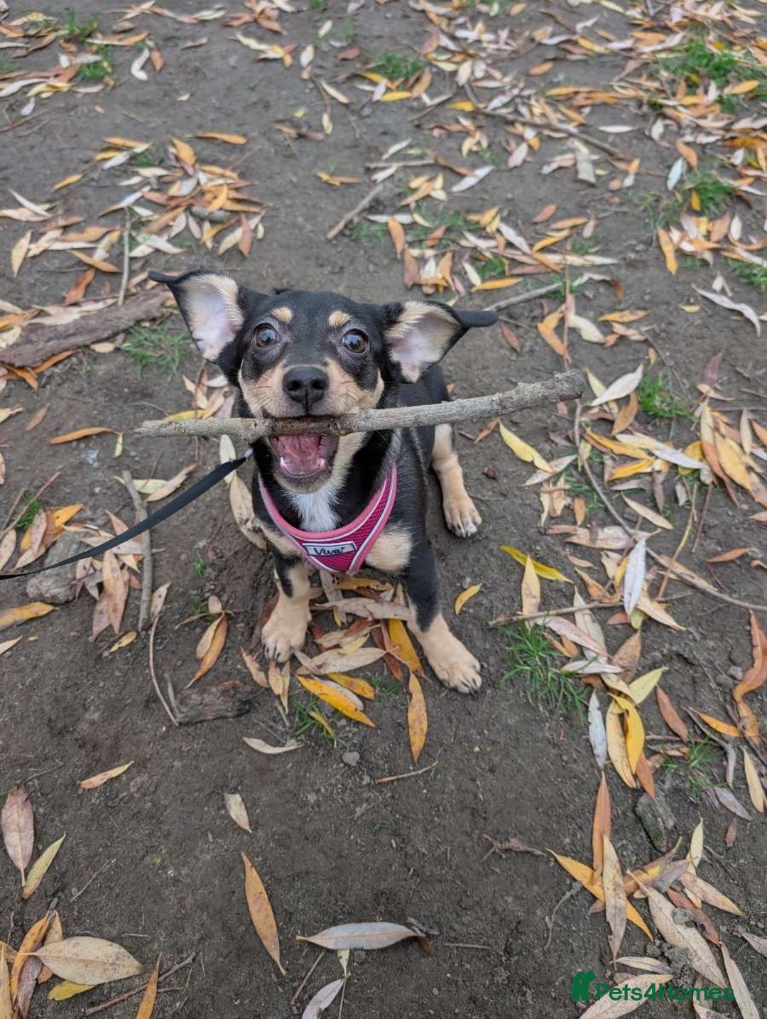 Mixed Breed dogs for sale: mable needs rehoming  - Advert 3