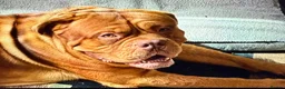 Dogue De Bordeaux dogs for sale: Dogue de Bordeaux  - Advert 8