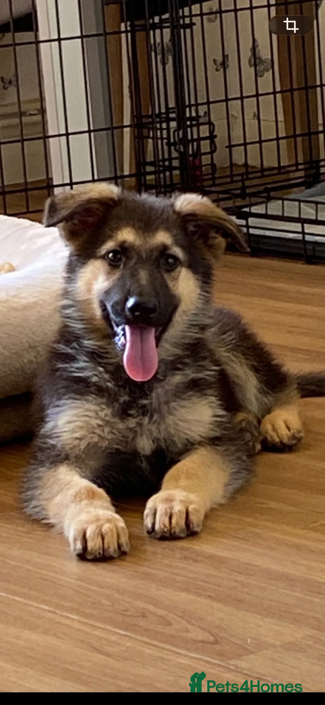 German Shepherd dogs for sale: Special Home Needed  - Advert 6