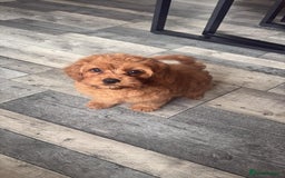 Cavapoo dogs for sale: Ready now Extensively tested f1 cavapoo puppies - Image 13
