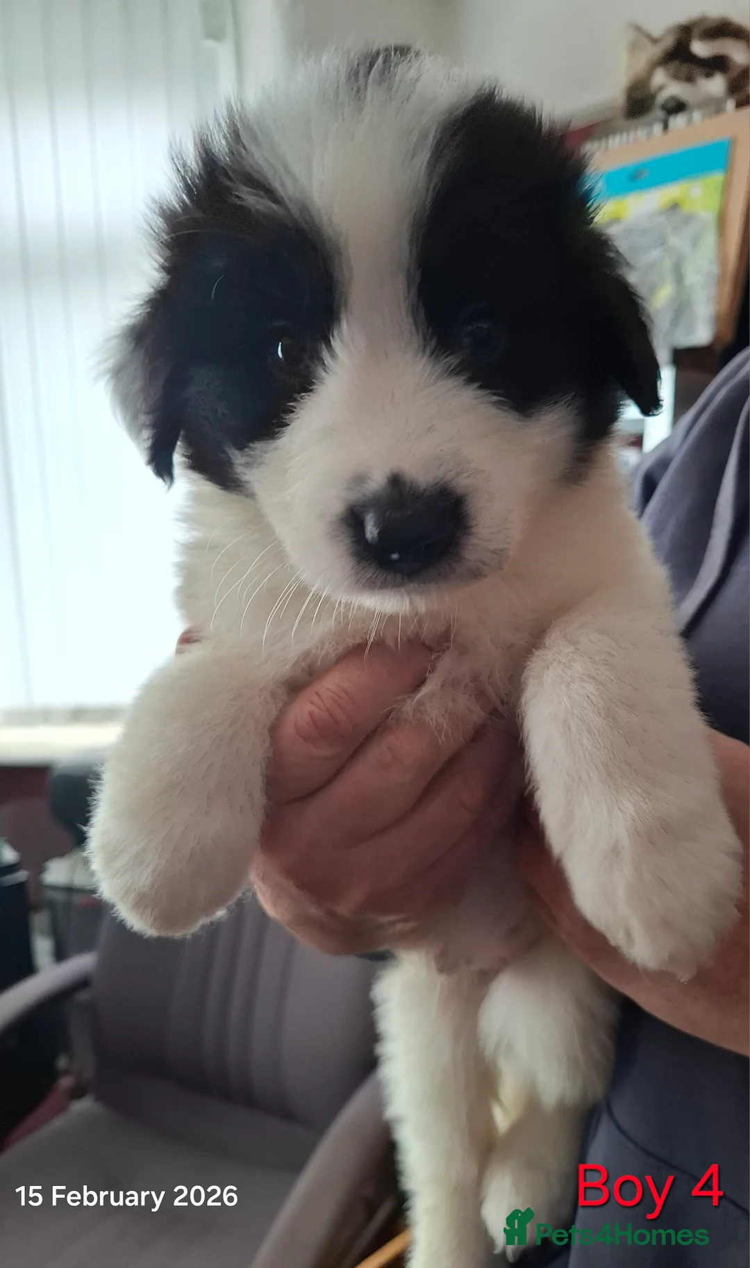 Samoyed dogs for sale: Samoyed x Border Collie Hybrid pups - Advert 9