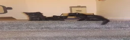 Mixed Breed cats for sale: Beautiful Fluffy Black Kittens - Advert 8