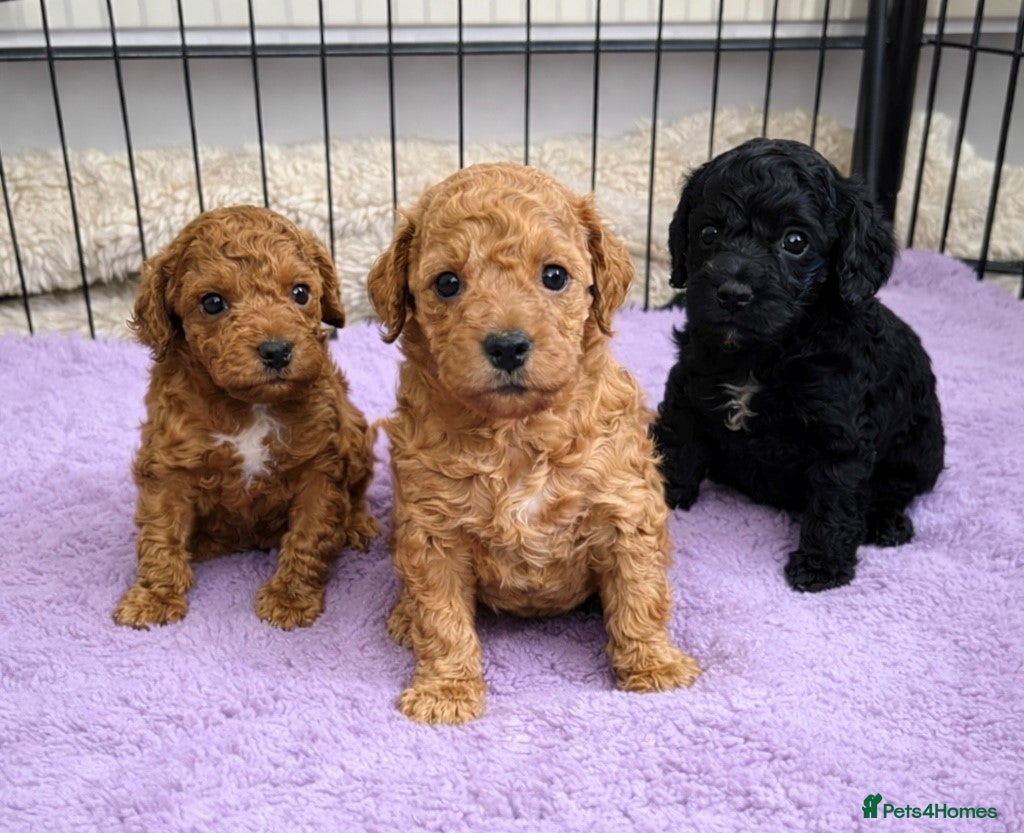 Toy Poodle dogs KC Reg High Quality Red boy available - Advert 1