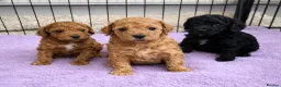 Toy Poodle dogs for sale: KC Reg High Quality Red boy available - Advert 1