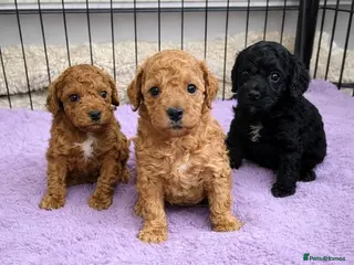 Toy Poodle dogs KC Reg High Quality Red boy available - Advert 1