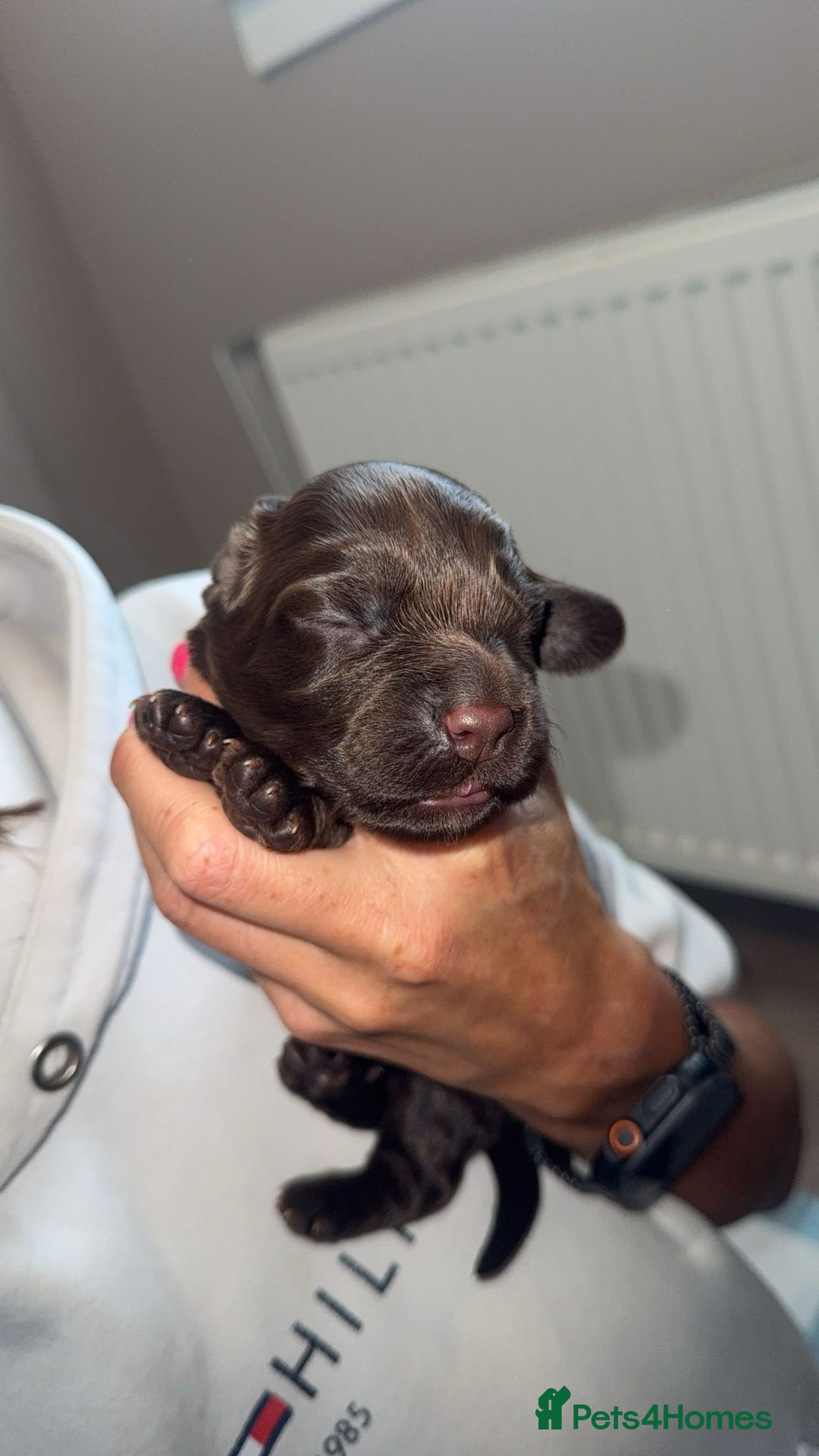 Cocker Spaniel dogs for sale: Cocker Spaniel Puppies - Image 7