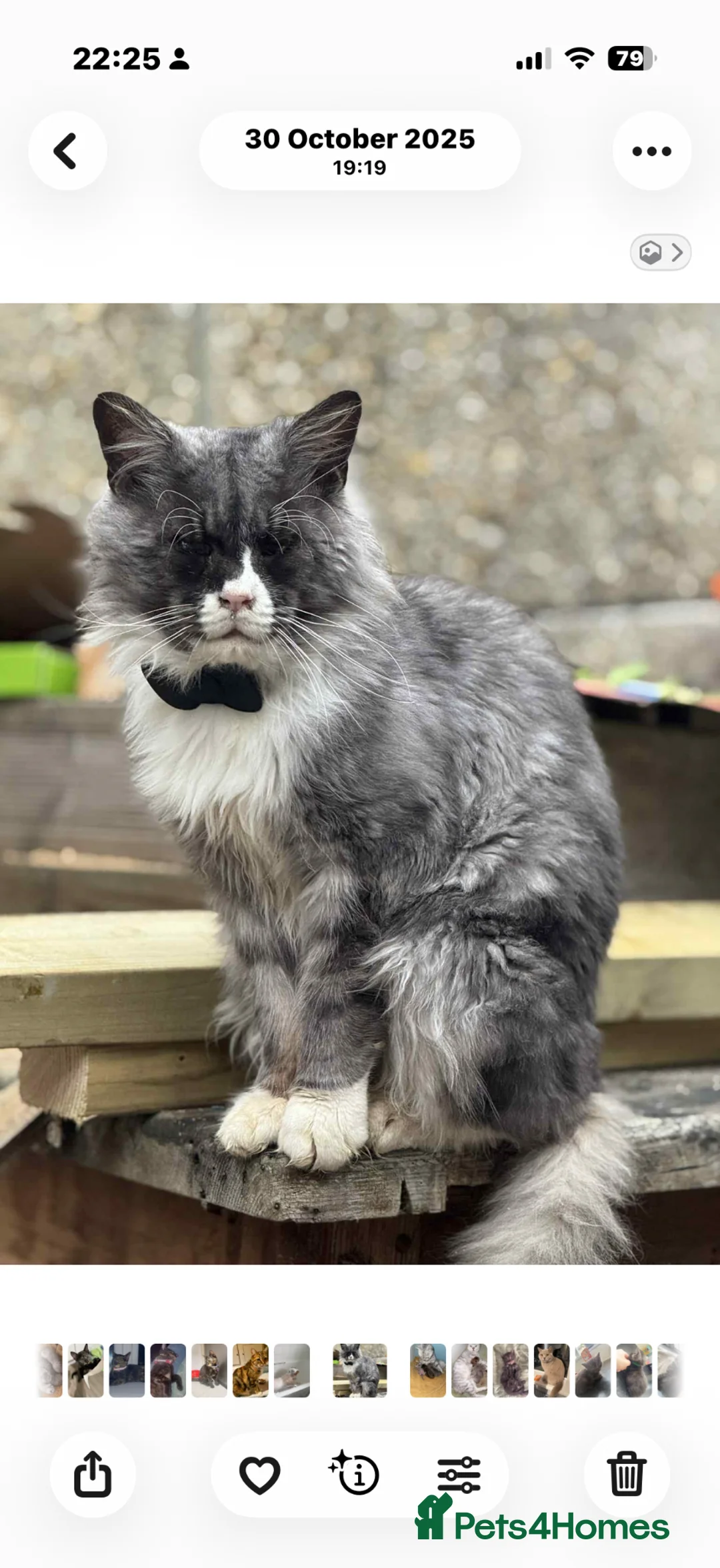 Mixed Breed cats for sale: 🐾 Adorable Kittens Looking for Loving Homes 🐾 - Advert 6