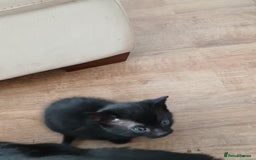 Exotic cats for sale: mixed breed tabby kittens - Advert 5