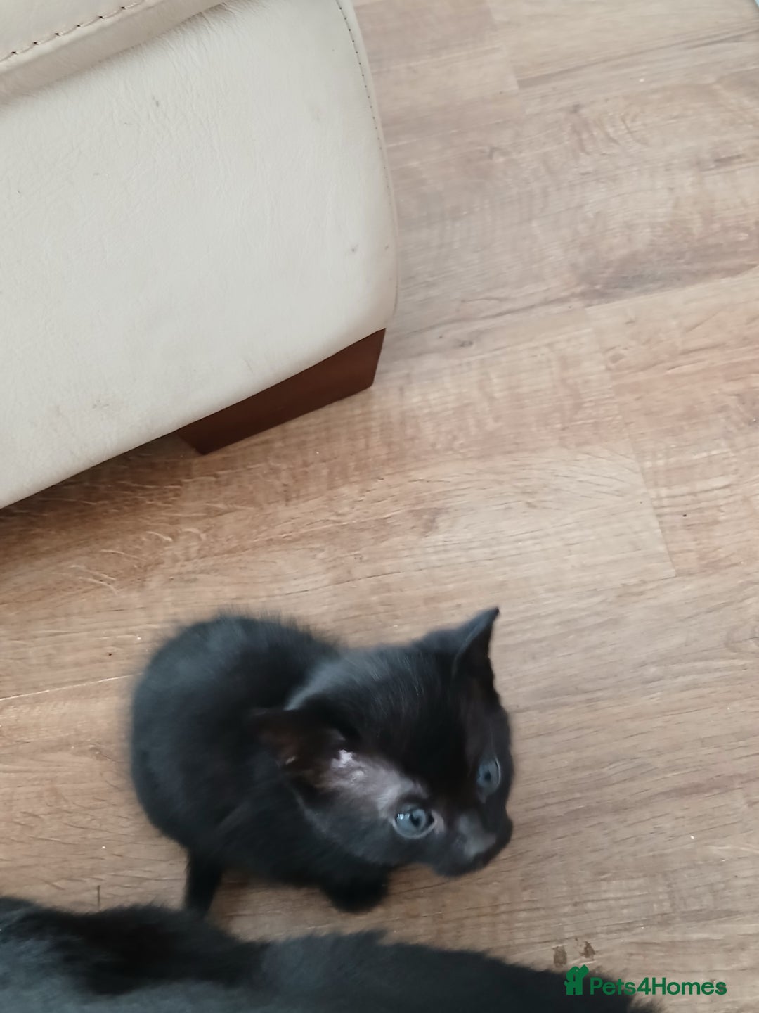 Exotic cats for sale: mixed breed tabby kittens - Advert 5